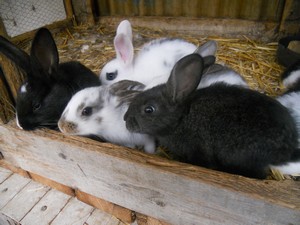 les lapins