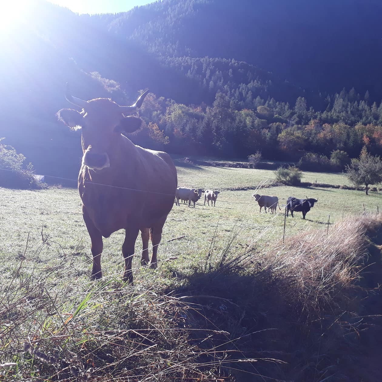 Les vaches aux prés 