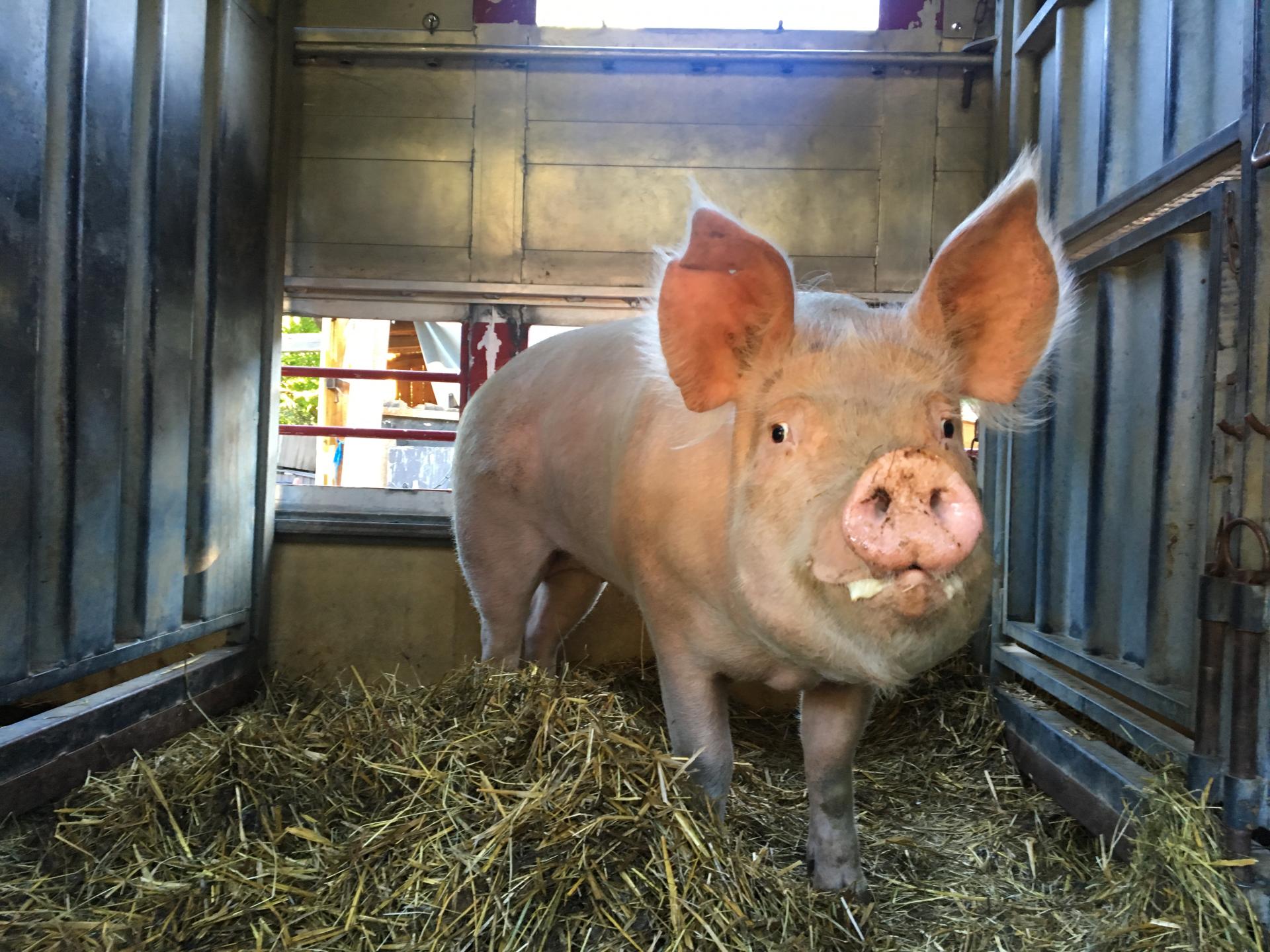 les cochons