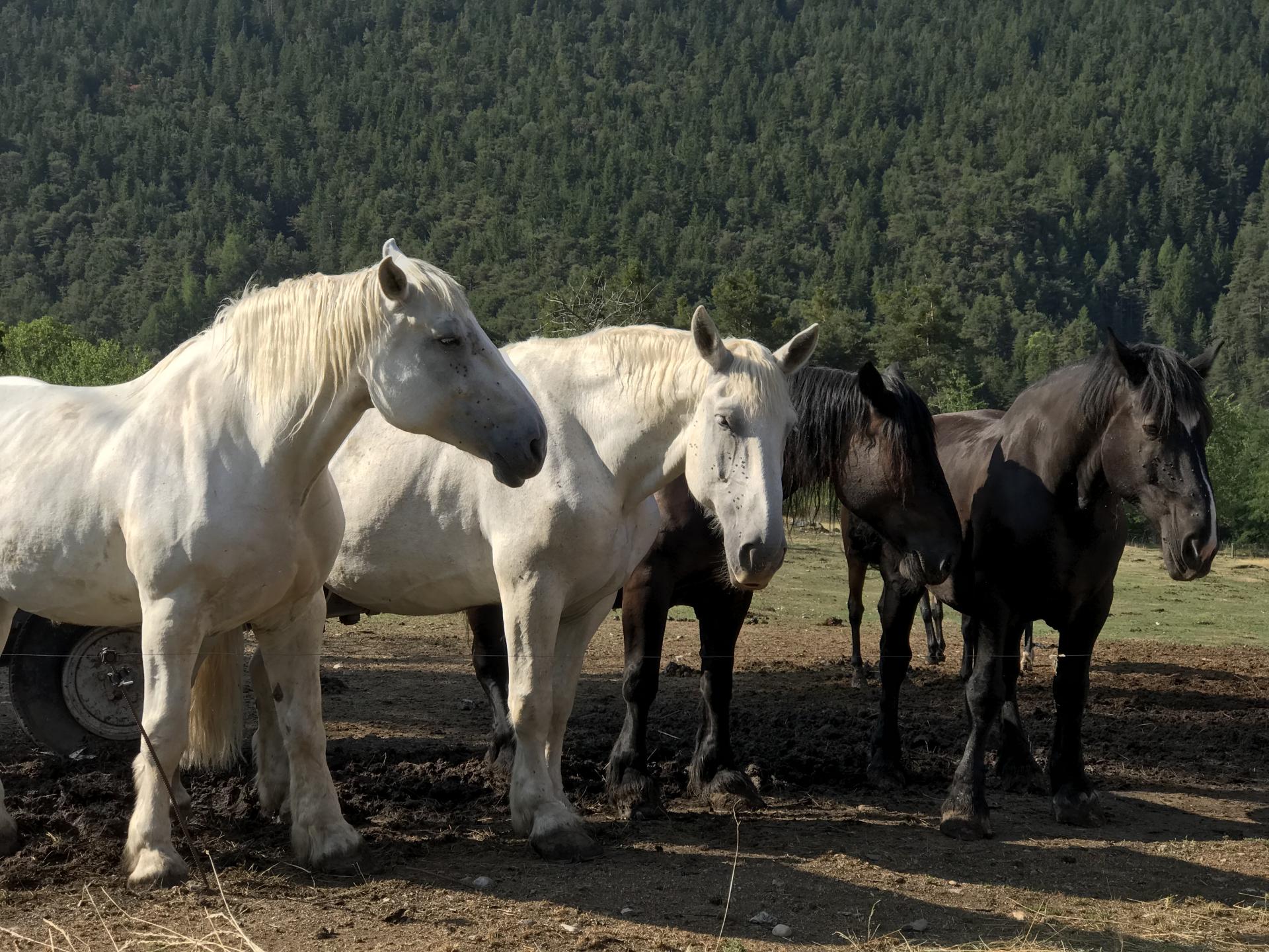 les percherons