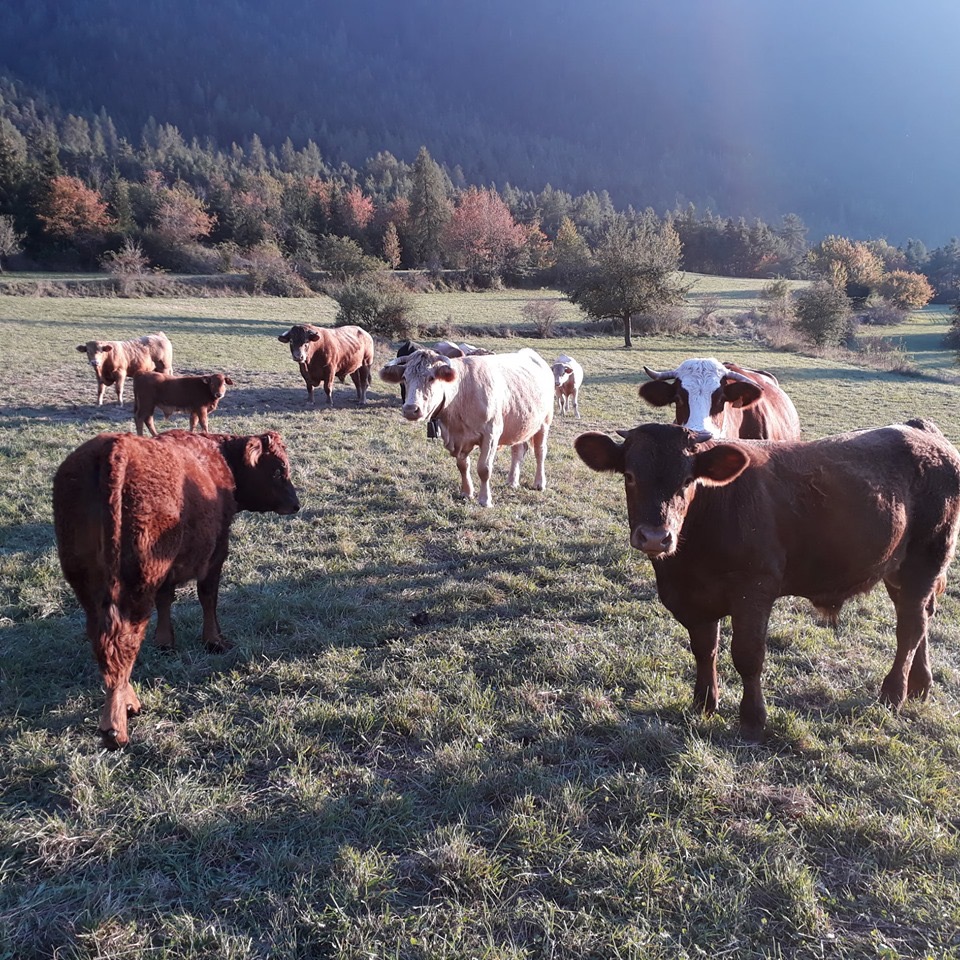 les vaches