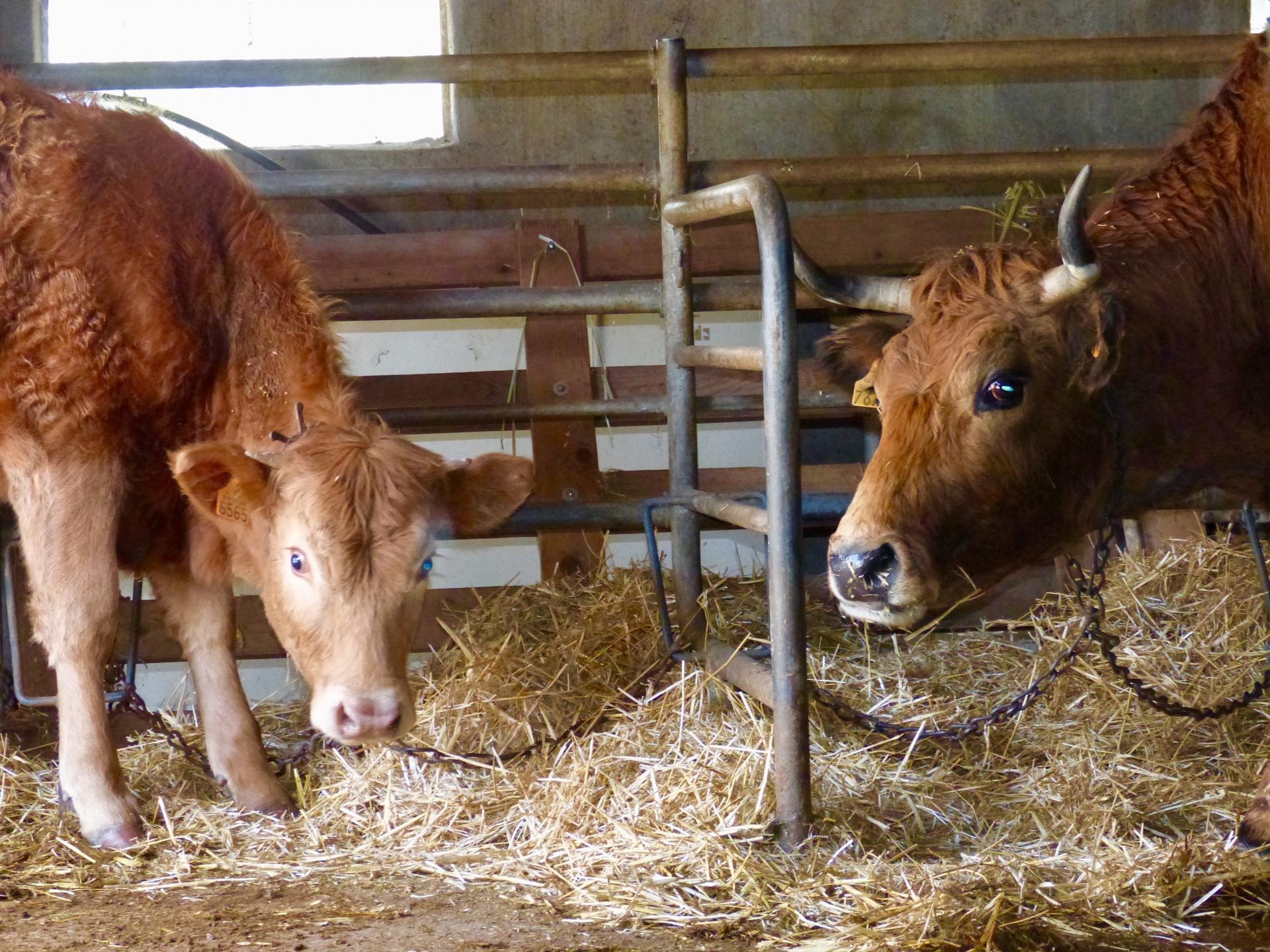 stabulation-vaches